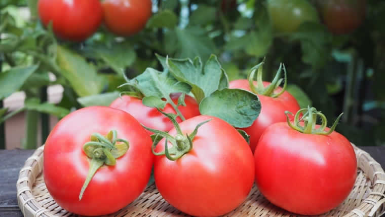 トマト栽培の水やり 原産地が乾燥地帯 水が少ないほうが良い ヒントのツボ